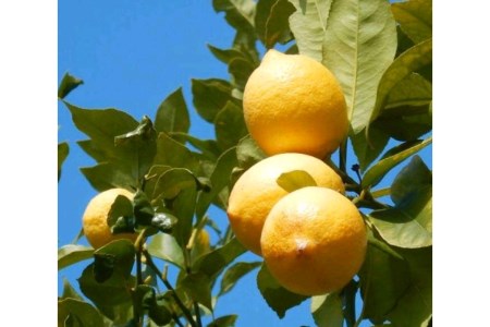 まるっとレモンアイス 16個 レモン丸ごと つぶつぶ レモンピール ミルクアイス さっぱり アイスクリーム デザート スイーツ 瀬戸内ブランド認定商品 広島県 呉市 ku048-002-r