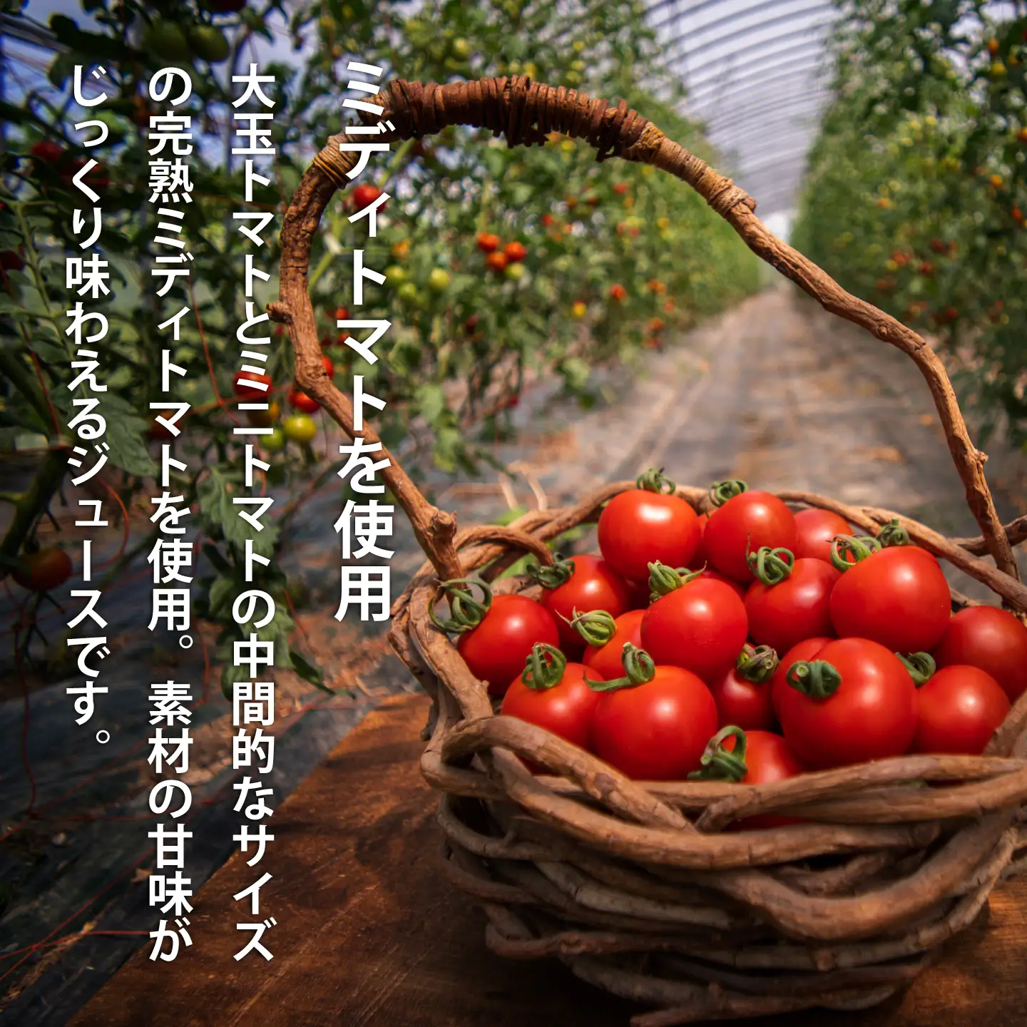 トマトジュース フルーツトマト 食塩無添加 甘い たいせつなトマト 北海道 当麻町 ミディトマト 贅沢 濃厚 美肌 健康 朝食 離乳食【G-001】