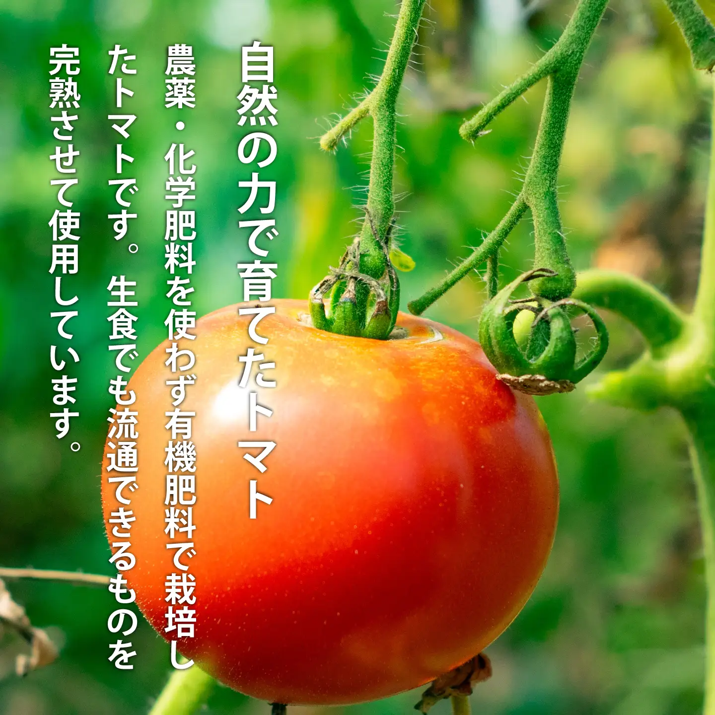 トマトジュース「ぎゅーっとトマト」無塩・有塩セット【C-004】