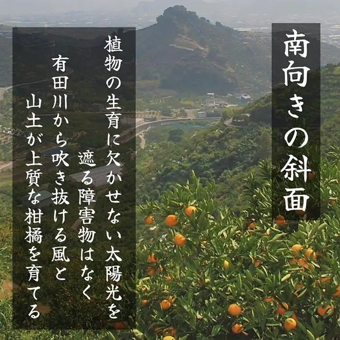 不知火 古豪の産地 田口の不知火 11玉木箱入 特選品 産地直送 贈答用 数量限定［みかんの会］