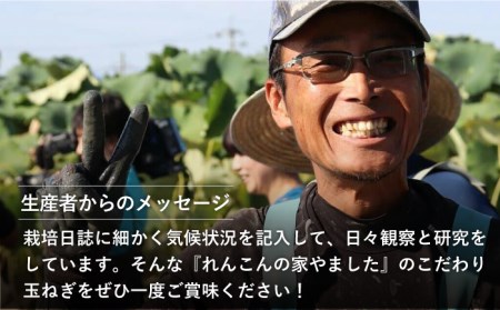 白石玉ねぎ 10kg / 玉ねぎ [IAW009]