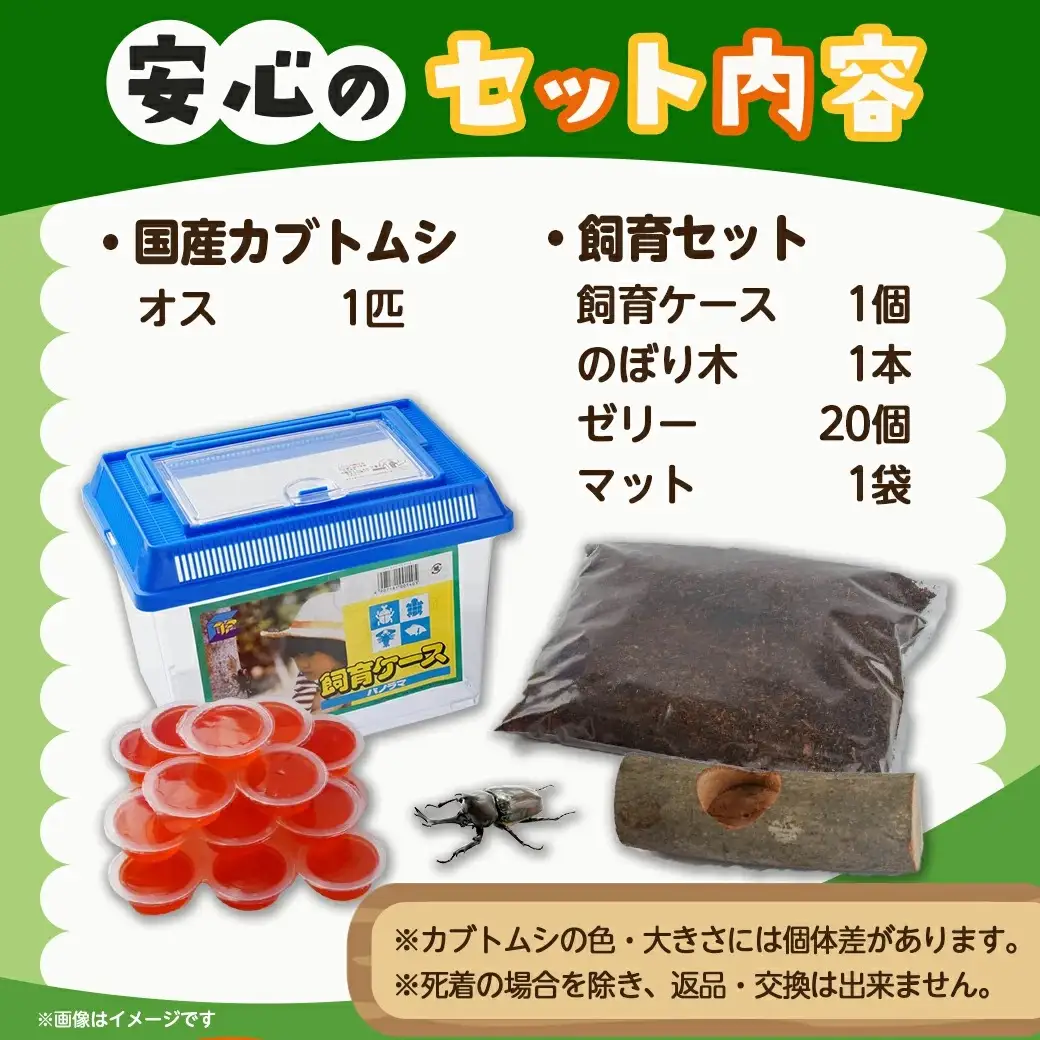 【先行受付☆2027年6月以降お届け】カブトムシ(飼育セット付き) ※限定100セット※〔LG-3311-2027〕_(都城市) 