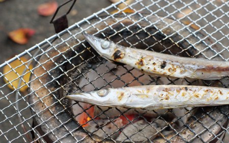 【丸干し 干物セット】カマス 丸干し 15枚セット 干物 ひもの セット 和歌山 家庭用【ben004】