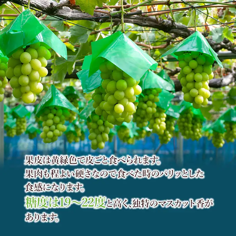 【令和8年産先行予約】シャインマスカット 約2kg (3~4房) 山形県鶴岡市産　ヤマショウ
