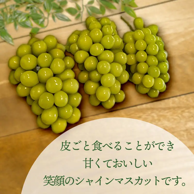 【令和8年産 先行予約】シャインマスカット 約2kg　(2～3房)　山形県鶴岡市産　かなでファーム | 葡萄 ぶどう 果物 フルーツ 国産 東北