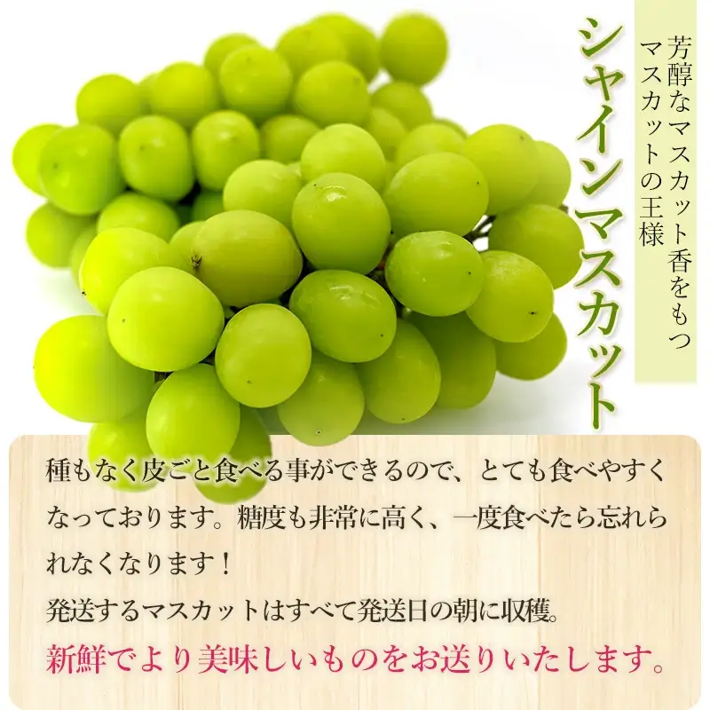 【令和8年産先行予約】 シャインマスカット 約2kg 箱 (3～4房)　山形県鶴岡市 渡部農園