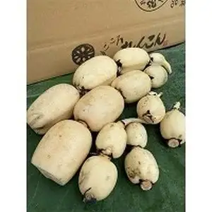 鈴木農園の新物夏れんこん親子ギフト 約3kg 【1123833】 ※2026年10月～発送