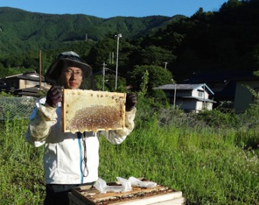道志村産　天然はちみつ（500g×3本） DSD002　はちみつ ハチミツ　蜂蜜　ハニー