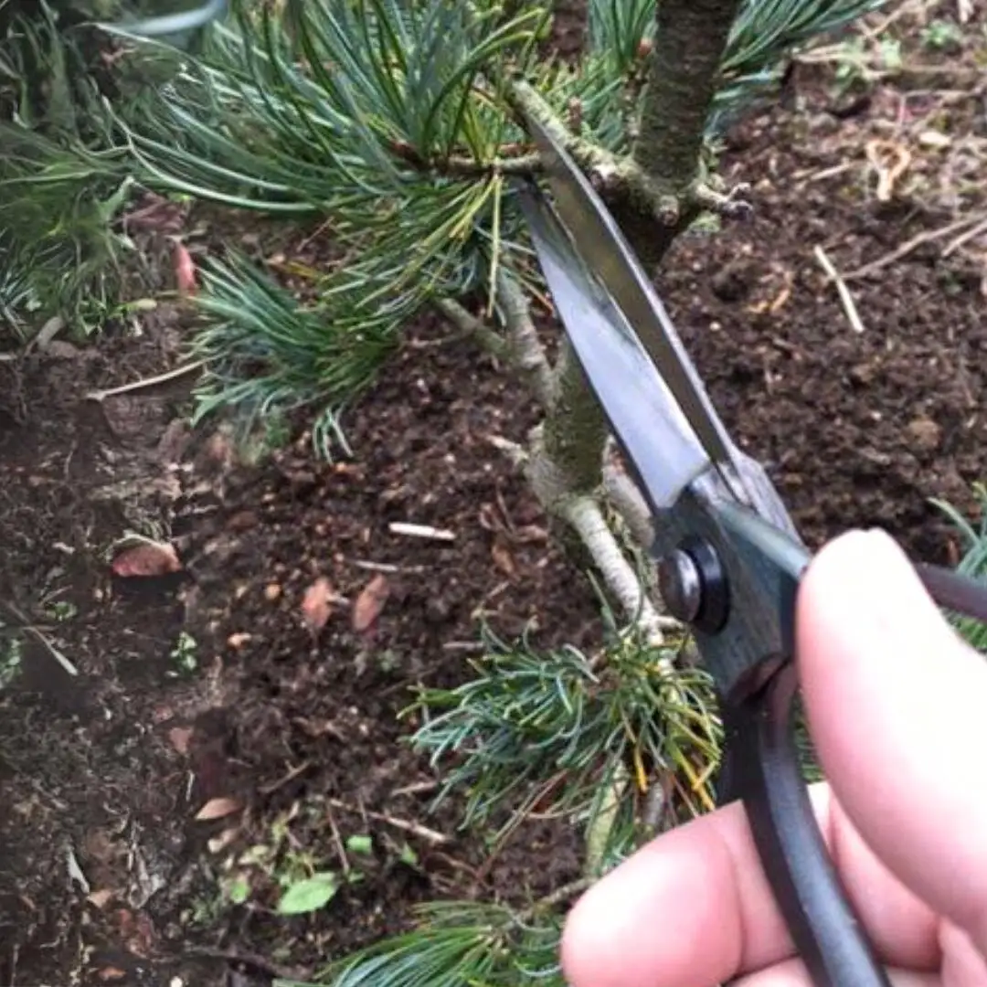 火造り鍛造 大久保鋏 燕三条製 [外山刃物] 鍛造 燕三条製 園芸 農作業 庭仕事 造園 生け花 活け花 生花 活花 ガーデニング 剪定 盆栽 プロ仕様 園芸はさみ 園芸鋏 花鋏 花はさみ 生花 宗家秀久【020P068】