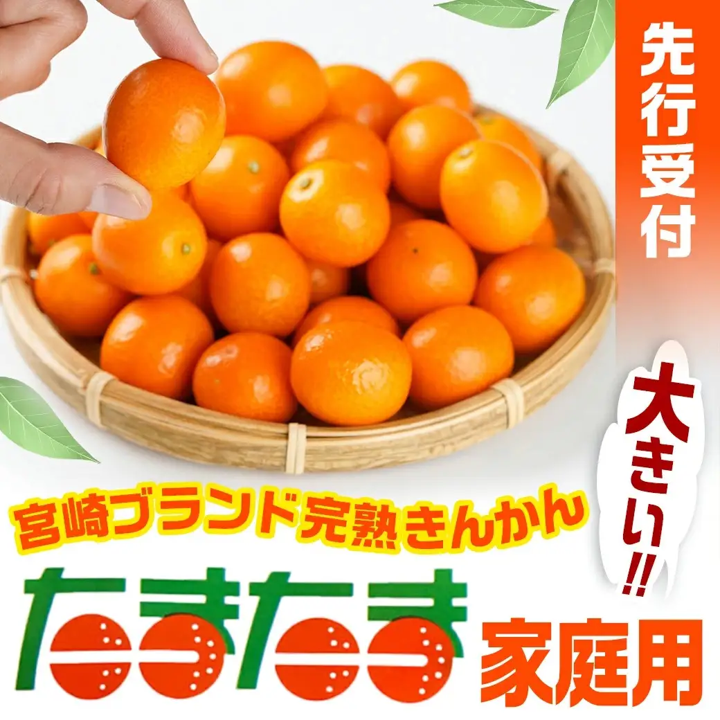 《先行受付!》 【家庭用】宮崎ブランド完熟きんかん「たまたま」1kg〔01-012〕_(都城市) みやざきブランド 完熟きんかん たまたま Lサイズ 家庭用 糖度【16度以上】大きさ【直径2.8cm以上】