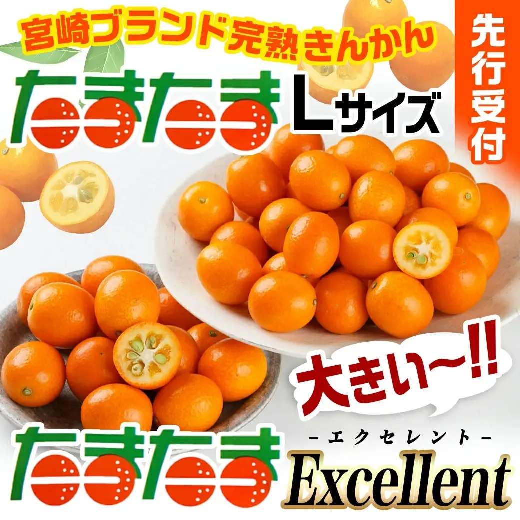 《先行受付!》 完熟きんかん「たまたまL」&「たまたまExcellent」 計800g (スタンドパック入り)〔01-010〕_(都城市) みやざきブランド 完熟きんかん  たまたま 糖度16度以上 大きさ直径2.8cm以上 金柑たまたまの最高峰 エクセレント 糖度18度以上 サイズ2L以上