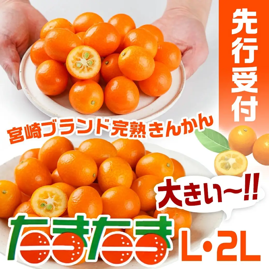 《先行受付!》 完熟きんかん「たまたまL&2L」 計1kg (スタンドパック入り)〔01-011〕_(都城市) みやざきブランド 完熟きんかん たまたま Lサイズ 2Lサイズ スタンドパック