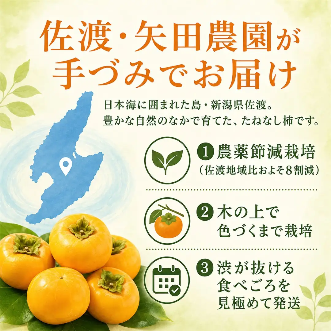 たねなし柿（島のかき）農薬節減栽培 3キロ
