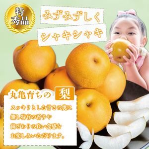 【先行予約】 特秀品 丸亀産 梨 約2kg 梨 なし