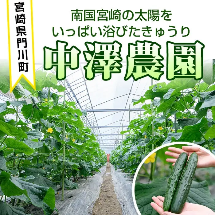 宮崎県産きゅうり(2.5kg)野菜 冷蔵【NS-2】【中澤農園】