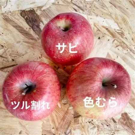 青森県産 産地直送!家庭用 サンふじ 約5kg_果物・フルーツ りんご  リンゴ 林檎_【配送不可地域：離島】【1387746】