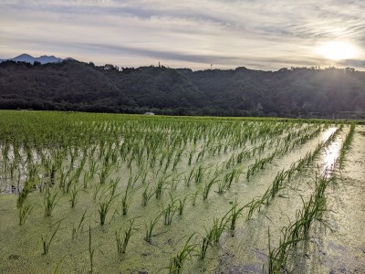 【令和7年度米】白州米 亀の尾『玄米』3kg [h208]