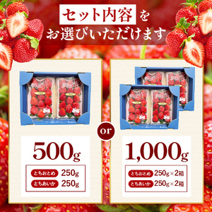 【先行予約受付中】いちご とちおとめ・とちあいか 食べ比べ 500g