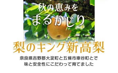 新高梨 大玉 約4kg | フルーツ 果物 くだもの 梨 なし ナシ 奈良県 五條市