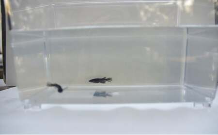 下総めだかの学校厳選！ブラックシャドウ　2ペア4匹 生き物 鑑賞