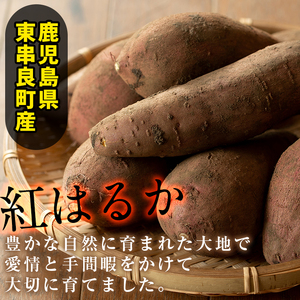 【0102622a】東串良の紅はるか冷凍焼き芋(合計約2kg・1kg×2袋) 冷凍 焼芋 焼き芋 やきいも さつまいも さつま芋 スイーツ 熟成【甘宮】