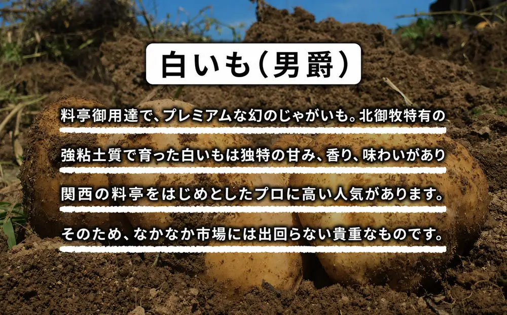 料亭御用達！東御市産白いも10kg｜じゃがいも【数量限定】｜御牧八重原農園 ※2026年8月下旬～10月下旬に順次発送予定※着日指定不可