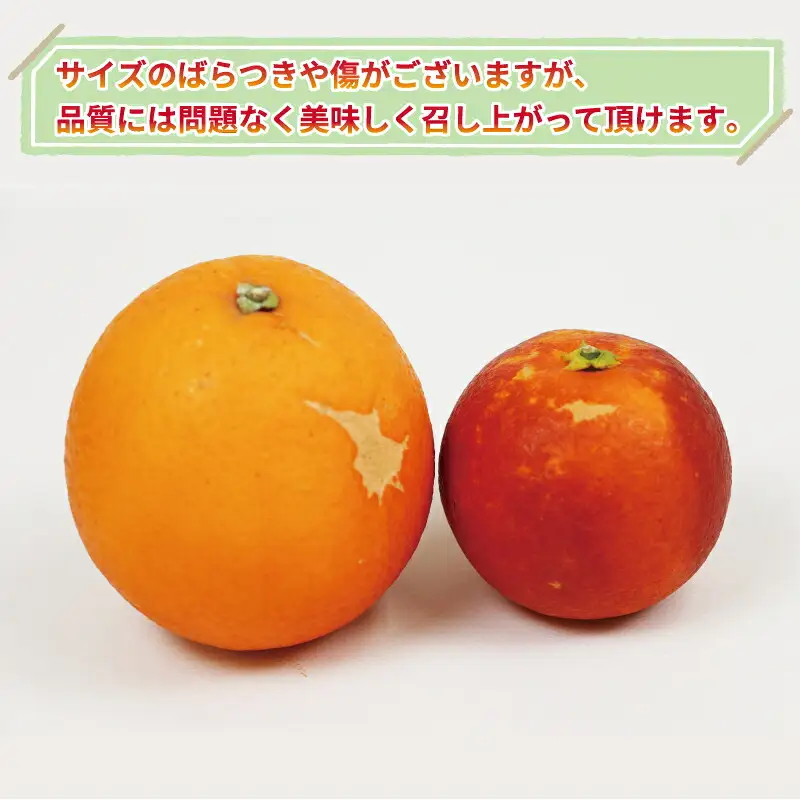 訳あり ブラッド オレンジ モロ 5kg 大田農園 オレンジ B012-121004