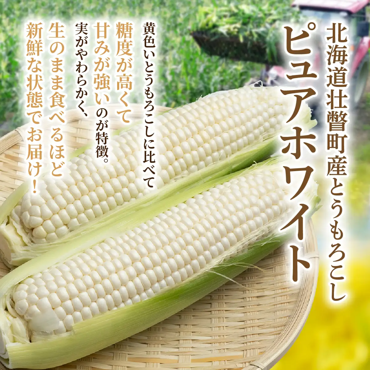 ＜2026年8月中旬よりお届け＞【朝採り】北海道壮瞥町 ホワイトコーン「ピュアホワイト」Lサイズ以上22本（約10kg） SBTQ002