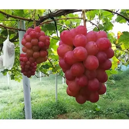 パリッと皮ごと食べられるマスカットビオレ1.3kg_果物・フルーツ ぶどう・マスカット  ブドウ 葡萄 _【配送不可地域：離島】【1073055】