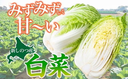 新しのつ産 白菜 1玉 約3kg はくさい ハクサイ 旬 国産 新鮮 北海道産 甘い シャキシャキ 漬物 冬料理 鍋 キムチ サラダ 産地直送 お取り寄せ 北海道 新篠津村 