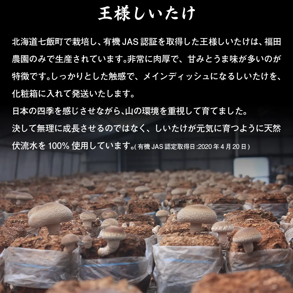 王様生しいたけパック 大容量800g 福田農園 NAT004