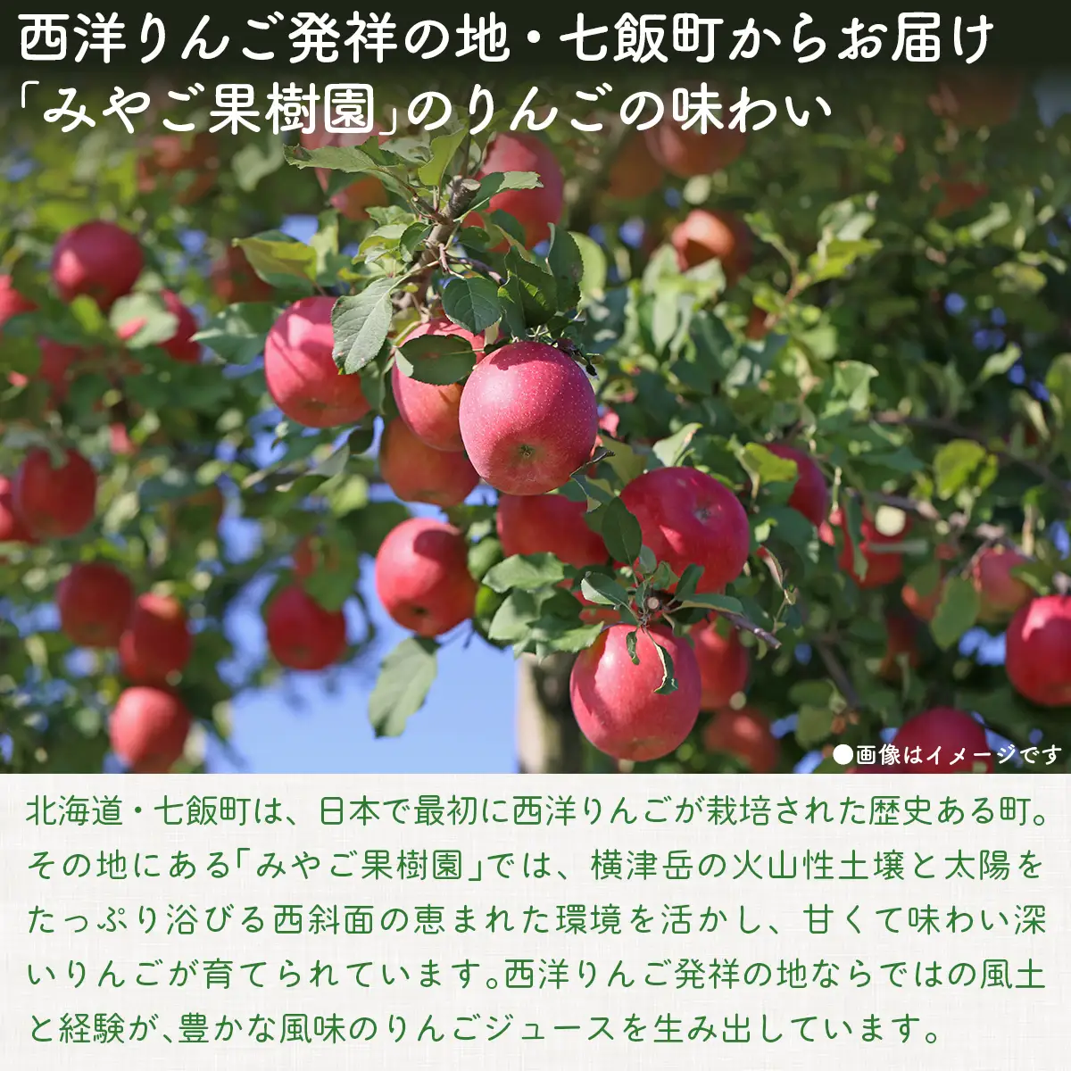 無添加 りんご果汁100% 1L×6本セット りんごジュース ストレート果汁 NAJ001