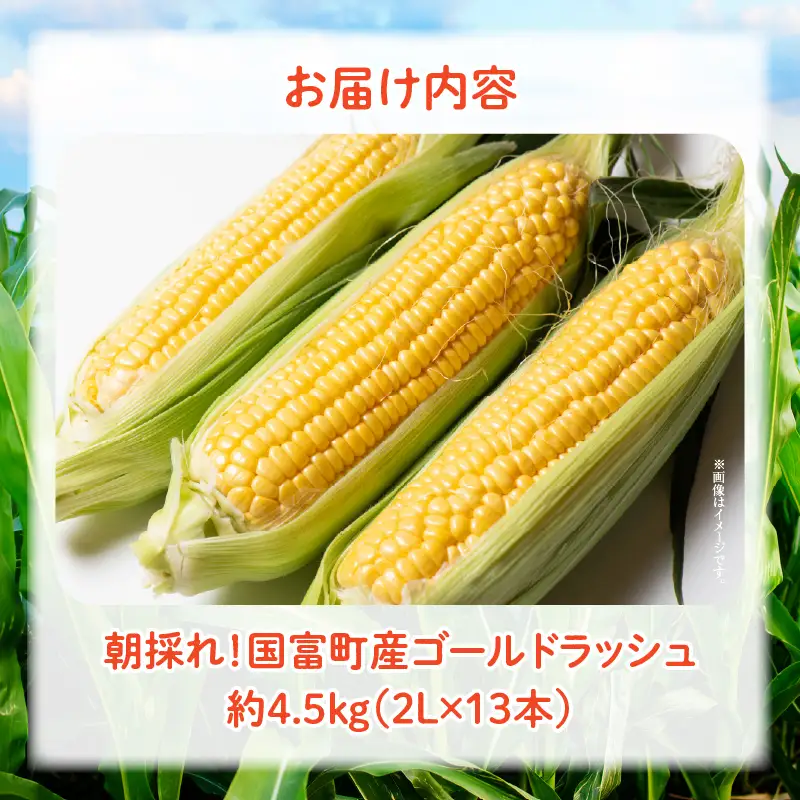 朝採れ！国富町産ゴールドラッシュ4.5kg2Lサイズ13本_kn028-001