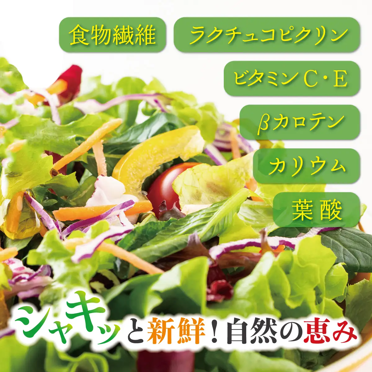 【定期便】レタス彩(いろどり)3種セット全2回（2026年9月以降順次発送）  OSU002