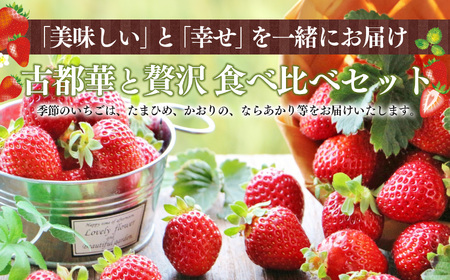 「 古都華 」＆「 季節 の いちご 」 食べ比べ セット （ 1パック ずつ） 計 2パック | フルーツ くだもの 果物 イチゴ ことか コトカ 奈良県 五條市 苺 品種 特徴 糖度 旬 2月 順次発送 LIP～幸せいちご園～ 産地直送 農家直送 お取り寄せ 送料無料 グルメ フレッシュ 果実 新鮮 ブランド苺 ストロベリー 冷蔵 高糖度 減農薬栽培 最高級 濃厚 贅沢 ギフト 贈答