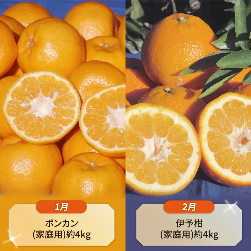 【柑橘】 柑橘 定期便 10ヶ月 WF B100-024014