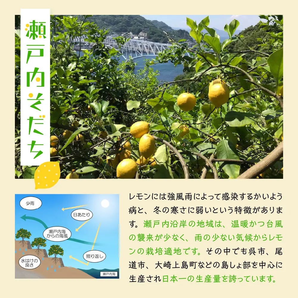 【先行受付】【2026年11月～発送】大崎下島産 栽培期間中農薬不使用 瀬戸内レモン 10kg れもん 檸檬 朝採れ 新鮮 ku044-008-26