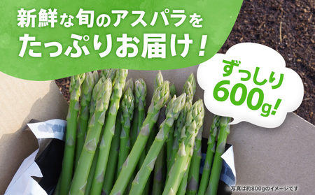 数量限定 アスパラ LM サイズ 600g 朝採り 直送 夏芽 グリーンアスパラガス 朝採れ 先行予約 【2026年6月から8月お届け】 BT11