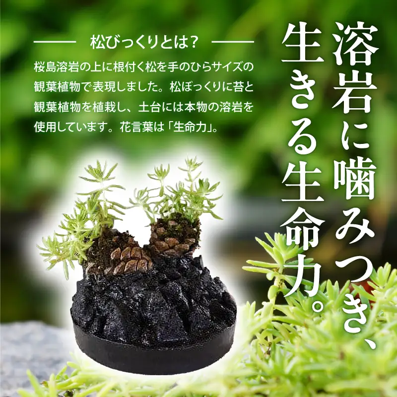 火山の贈り物 ミニ観葉植物『松びっくり』 溶岩土台松ぼっくり苔植物 K089-001