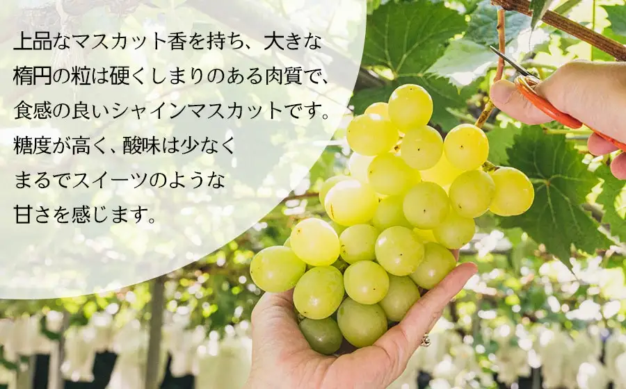 【令和8年産先行予約】シャインマスカット 1kg（2房）山形県鶴岡市産　さわかわ農園