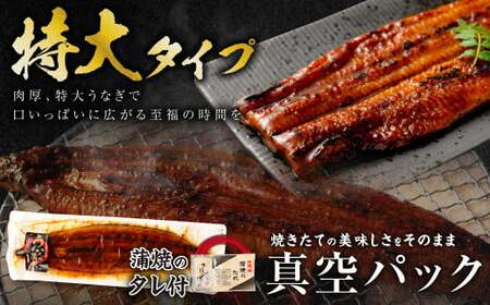 【通年受付】 数量限定! 鹿児島県産 特大サイズうなぎ蒲焼 3尾 合計558g以上 鹿児島 うなぎ 蒲焼 特大サイズ 個包装 小分け BSR-325