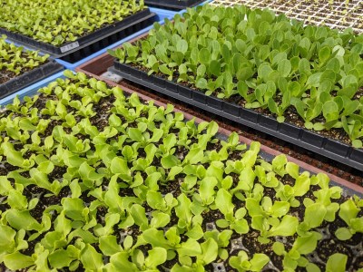 野菜たまごBOX『L』すべて北杜市産 [h208]