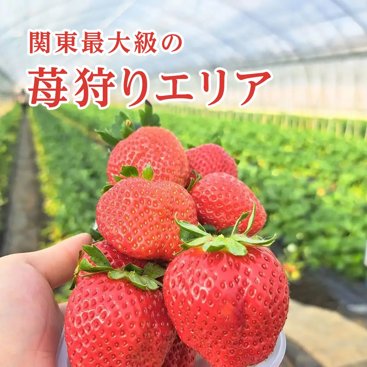 【12月上旬から発送】いちご狩りチケット（2名様分） いちご イチゴ 苺 イチゴ狩り いちご狩り体験 チケット 利用券 千葉県 山武市 SMQ001