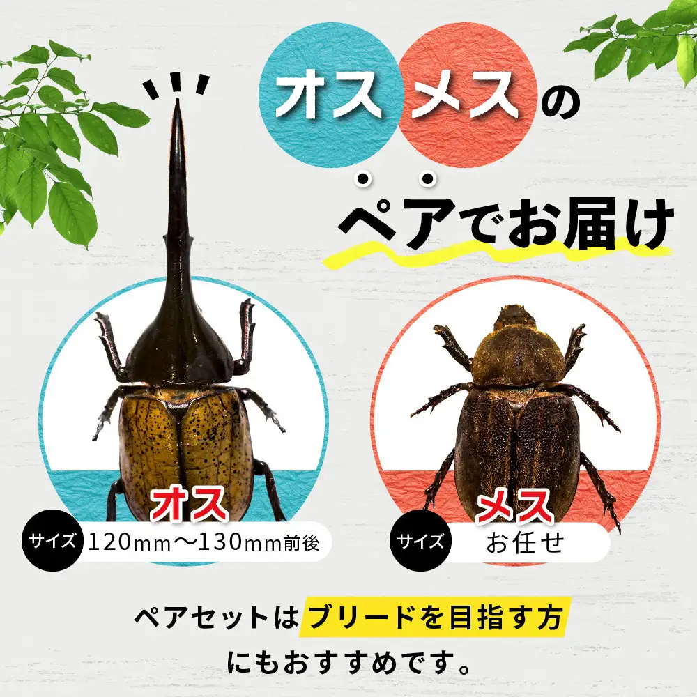 【先行予約】ヘラクレスオオカブトペア（オス120mm～130mm前後・メスフリー）※配送不可地域あり【2027年3月より順次発送】