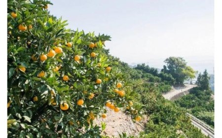 松山市中島産 せとか 無地 M～3Ｌ 5kg【FA0822】
