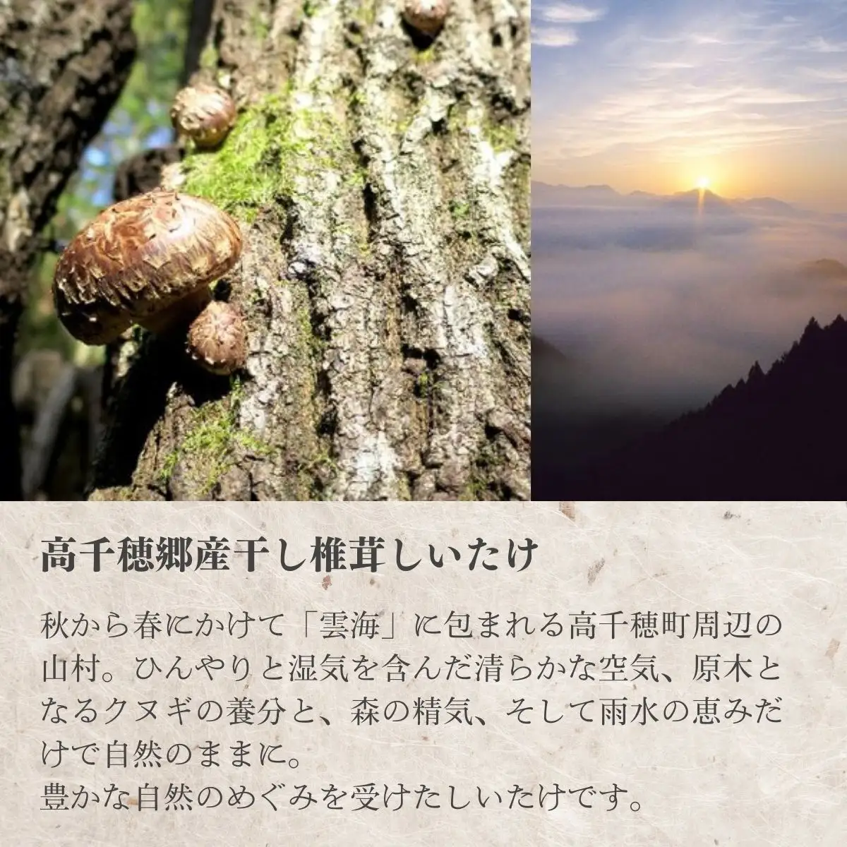 高千穂郷産カサ茸椎茸 50g×6袋 しいたけ 乾燥しいたけ きのこ 出汁 干し椎茸 旨味 杉本商店 煮物 料理 宮崎県 高千穂町 _Tk005-045