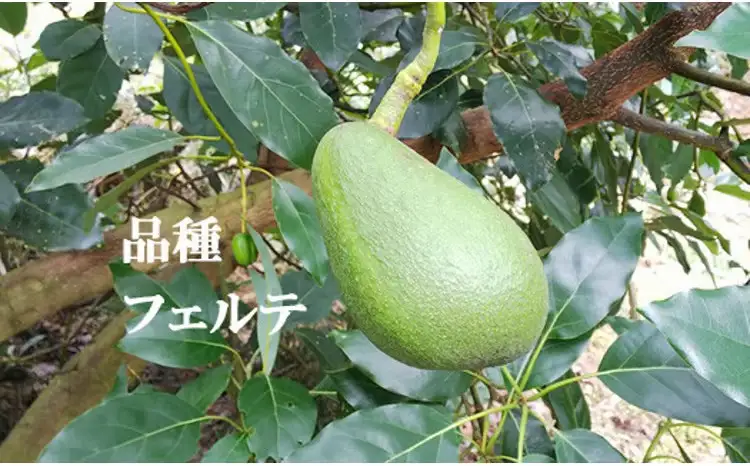 【2026年12月上旬頃から順次発送】希望の島 国産アボカド 1kg (ピンカートン/フェルテ/ベーコン)【FT025_x】