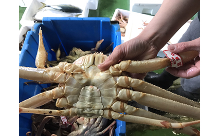  【魚倉】足1本なしボイル松葉ガニ訳あり 特特大 約1,100g（ボイル前）【期間限定】_T2600158
