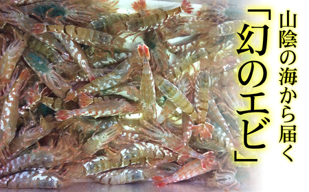  【魚倉】モサエビ 生1kg（中～大サイズ）_T2600171