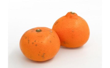 【訳あり】 せとか 約2.5kg 【2027年2月中旬頃から順次発送】 【せとか】【KK0743】